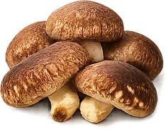 Balansulin — shiitake-extrakt (Lentinula edodes)